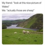 IMG_1446.jpeg