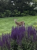 IMG_6326.jpeg