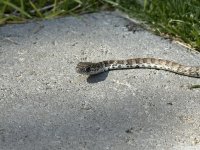 IMG_2237.jpeg