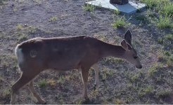 WOLdeer.jpg