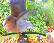 1000032710.gif