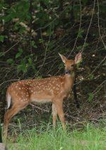 IMG_6732.jpeg