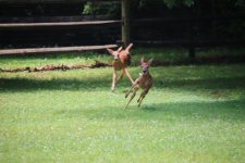 IMG_6726.jpeg