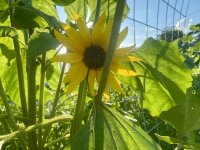 IMG_6485.jpeg