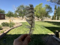 IMG_2544.jpeg