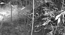 1000034602.gif