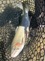 IMG_6515.jpeg