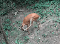 1000034863.gif