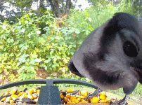 1000035073.gif