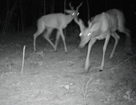 1000035362.gif