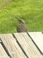 IMG_6560.jpeg