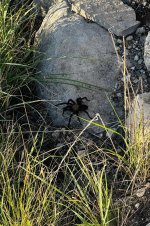 IMG_4990.jpeg