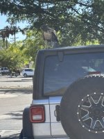 IMG_4672.jpeg