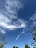 IMG_2981.jpeg