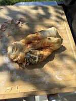 IMG_1954.jpeg