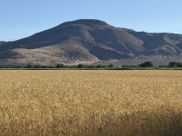 IMG_2062.jpeg