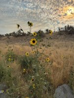 IMG_1185.jpeg