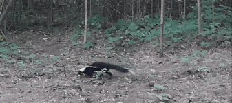 1000038064.gif