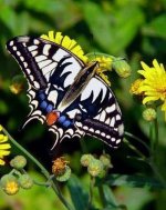 IMG_2389.jpeg