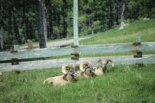IMG_7142.jpeg