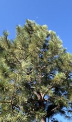 IMG_2453.jpeg