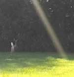 1000038649.gif