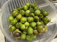 IMG_3287.jpeg