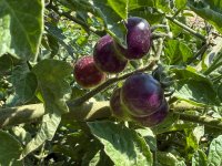 IMG_3291.jpeg