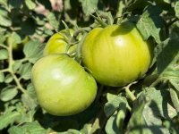 IMG_3297.jpeg