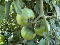 IMG_3293.jpeg