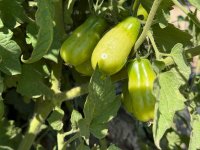 IMG_3296.jpeg