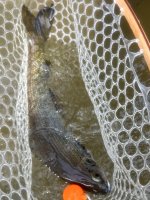 IMG_6807.jpeg