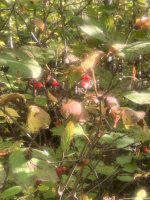 IMG_6860.jpeg