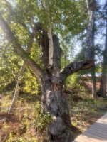 IMG_6871.jpeg