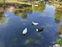 IMG_0952.jpeg