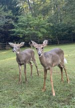 IMG_4130.jpeg