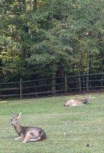 IMG_4138.jpeg