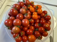 IMG_3524.jpeg