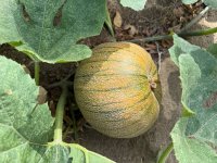 IMG_3532.jpeg