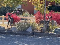 IMG_5115.jpeg