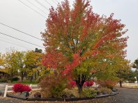 IMG_5288.jpeg
