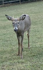 IMG_1256.jpeg
