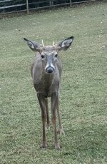 IMG_1254.jpeg