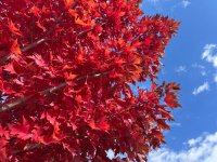 IMG_5292.jpeg