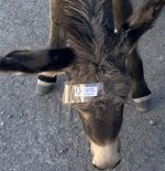 IMG_1450.jpeg