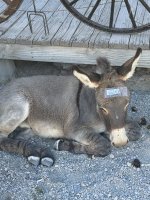 IMG_4597.jpeg