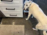 IMG_2161.jpeg IMG_2161.jpeg