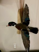 Son's wood duck mount.jpg