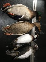 Mallards and wood ducks.jpg