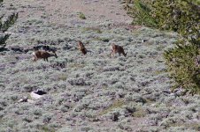 Silver-Wyman Canyon 6-29-12 025 Low Res.jpg